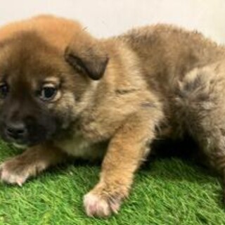 緊急！生後1ケ月の可愛い子犬　3月5日迄