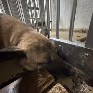 殺処分対象❗️収容期限3/4迄❗️延長なし