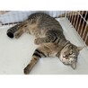 賢いじゃれ猫ポプラ君 サムネイル3