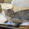 賢いじゃれ猫ポプラ君 サムネイル6
