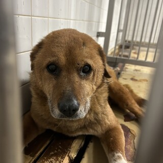 殺処分対象❗️収容期限3/5迄❗️延長なし