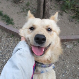 人も犬も、誰にでも優しくて気のいい若犬のスバル君