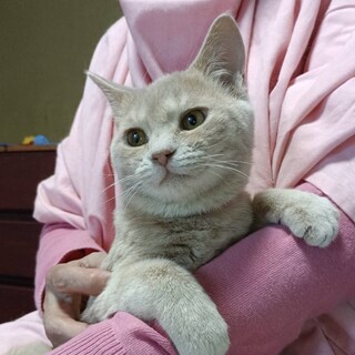 クリーム色の穏やかでおっとり優しい⭐️しずかちゃん