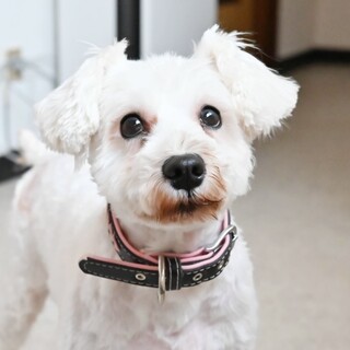 甘えん坊さんで人懐っこいシュナの女の子