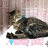 お茶目なキジ猫ロンロンちゃん サムネイル6