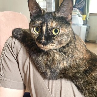 甘えん坊な取って来いが得意なサビ柄ロミちゃん