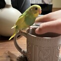 家で生まれたセキセイインコの幼鳥1
