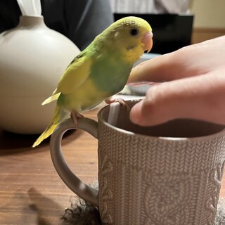 家で生まれたセキセイインコの幼鳥1