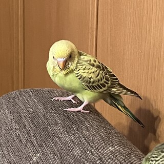 お家で生まれセキセイインコの幼鳥2