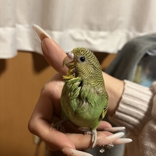 お家で生まれたセキセイインコ幼鳥3