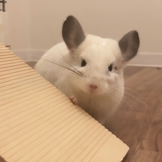 大切に愛情注いでくださる方探しています。