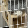 大切に愛情注いでくださる方探しています。 サムネイル3