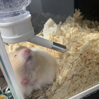 カラーハムスター