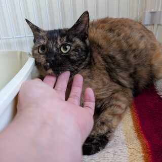 募集停止来週リリース！人馴れした女の子です