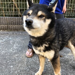 柴犬の男の子????