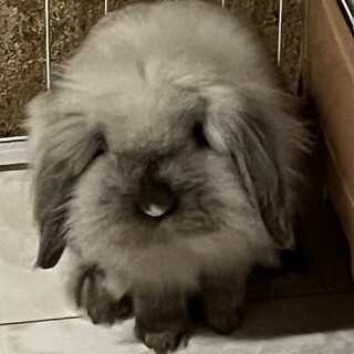 急募　ライオンロップの桜