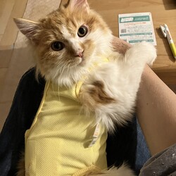 避妊手術をしました