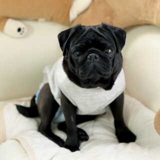 超甘えん坊の【パー子ちゃん】