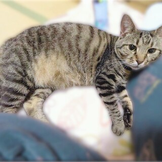 【募集一時停止】キジトラのシフォンちゃん