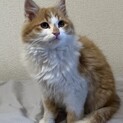 フワモコ長毛兄妹　ホイップ