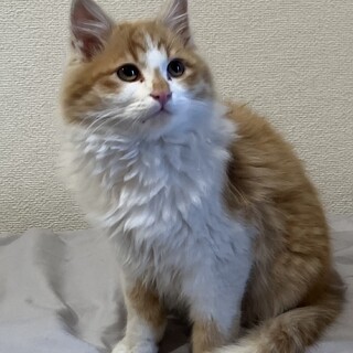 フワモコ長毛兄妹　ホイップ