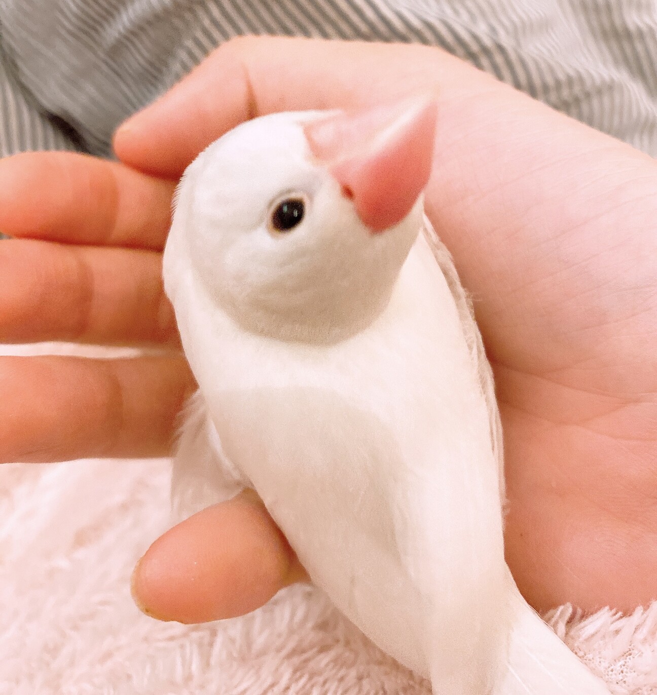 6ヶ月 手乗り白文鳥 甘」東京都 - 鳥の里親募集(511655) :: ペット