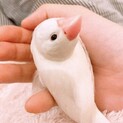 6ヶ月　手乗り白文鳥　甘えん坊のかまってちゃん