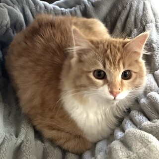 フワモコ長毛兄妹キャラメル