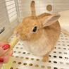 よぴよぴよっぴ