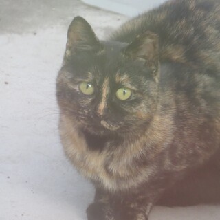 人懐っこい女の子です！