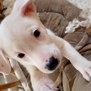 保健所生まれの　蘭子ちゃん　2ヶ月