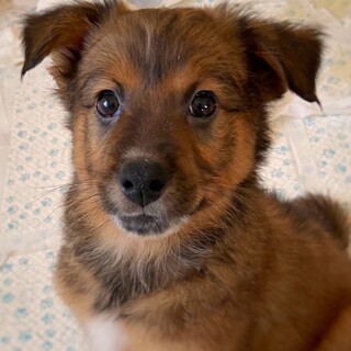 保健所生まれの　ほくくん　2ヶ月