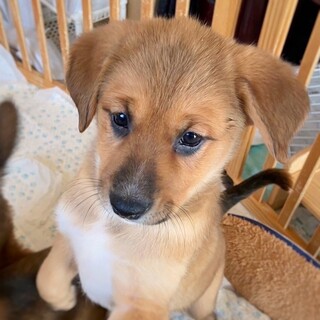 保健所生まれの　ムロくん　2ヶ月