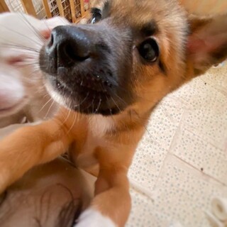 保健所生まれの　道子ちゃん　2ヶ月