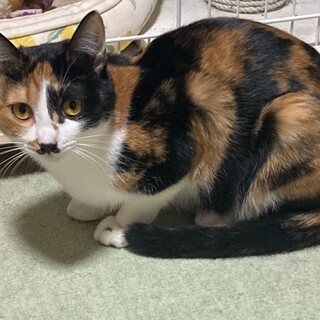 ひなちゃんを暖かい目で見て優しくして！