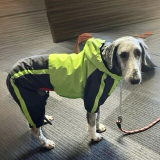 オーシーMIX甘えん坊な男の子大吉君