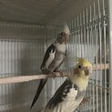 オカメインコ(ペア)