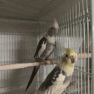 オカメインコ(ペア)」福島県 - 鳥の里親募集(511675) :: ペットの