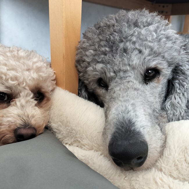 anne_443のカバー写真