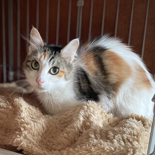 美人な中毛三毛ちゃん！活発です