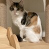 美人な中毛三毛ちゃん！活発です サムネイル6