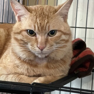 甘えん坊ぶちゃかわ茶トラのチャー君トライアル中