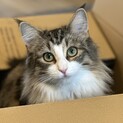 明るくて甘えん坊なノルウェージャン(0歳11ヶ月)