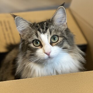 明るくて甘えん坊なノルウェージャン(0歳11ヶ月)