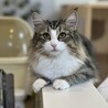 明るくて甘えん坊なノルウェージャン(0歳11ヶ月) サムネイル2