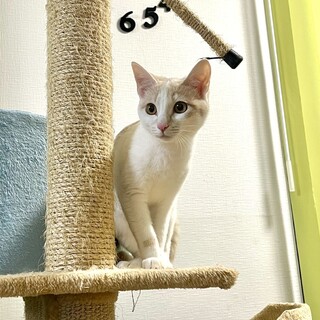 3/2西千葉ෆ⃛ビビリ女子ෆ⃛ラテちゃん