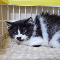 三重県桑名市3月9日(日)リトルパウエイド譲渡会