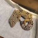 ファスキオラータスの雌　レオパ 原種