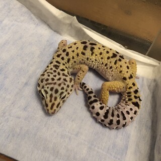 ファスキオラータスの雌　レオパ 原種