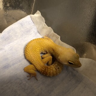 ハイポタンジェリン